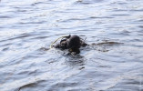 В Одесской области ищут подростка, который вероятно утонул в реке