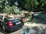 В Одессе в одном месте рухнули два столба и дерево (фото)
