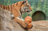 В Одеському зоопарку проводжали рік Тигра, що минає