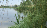 В Одесской области в ставке утонул подросток