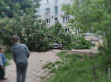 Упавшее дерево стало причиной двойного ЧП в Черноморске