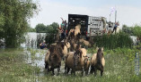 Дикие лошади будут жить в украинской дельте Дуная