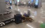 В одесском аэропорту служебный пес обнаружил наркотики
