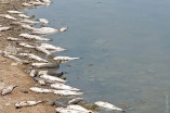 В Хаджибейском лимане зафиксировали массовую гибель рыбы