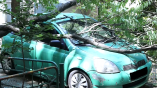 Упавшее дерево повредило автомобиль