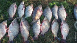 На озере Кагул задержан рыбак с запрещенным орудием лова