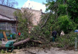 В Одессе сильный ветер валил деревья