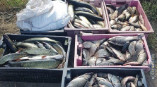 У жителя Одесской области конфисковали партию рыбы