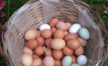 Стрімке зростання цін на яйця в Україні: що сталося і коли подешевшають