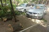 В центре Одессы упавшая ветка повредила два автомобиля