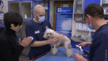 Ветеринарные клиники в Одессе продолжают работать в штатном режиме