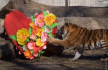 В Одесском зоопарке подвели итоги конкурса «Пара года – 2022»