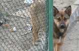 В Одессе хозяина собаки привлекут к ответственности