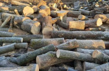 Житель Подольского района вырубил лесных насаждений на 450 тысяч гривен