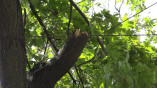 Штормовий вітер в Одесі: десятки повалених гілок та дерев