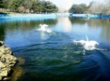 В прудах парка Победы вновь поселились лебеди (фото)