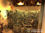 24-летний житель Березовки оборудовал дома нарко-теплицу