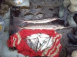 В Черном море задержаны браконьеры с уловом (фото)