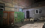 В Одессе горел приют для бездомных животных