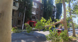 упавшее дерево