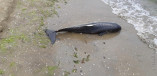 На одесском побережье обнаружен изуродованный дельфин