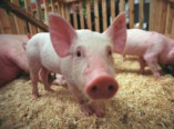 В Одесской области выявлены факты гибели свиней от африканской чумы