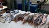 На одесском рынке торговали краснокнижной рыбой