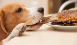 Как организовать сбалансированное питание собак