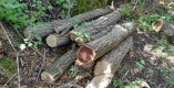 Мешканцю Арцизу загрожує штраф або позбавлення волі за вирубку дерев