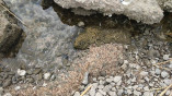 На Хаджибейском лимане снова зафиксирован массовый мор рыбы и креветок