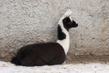 В Одесском зоопарке на свет появился малыш ламы