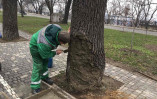 В одесском парке спасают 80-летний дуб подожженный вандалами