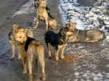 Полиция Лиманского района расследует факт нападения собак на ребенка