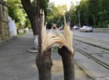 Вандалы уничтожили молодые деревья на Французском бульваре (фото, видео)