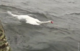 Одеські поліцейські звільнили лебедя, який заплутався у рибальській сітці