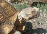 В летний вольер Одесского зоопарка выпустили Шпороносных черепах