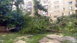 В Одессе от ветра упало дерево