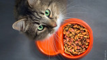 Как правильно выбирать корм для стерилизованных котов