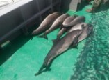 Браконьеры убили семь черноморских дельфинов (фото, видео)