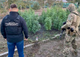Житель Одещини організував на присадибній ділянці родичів «наркотичний сад»
