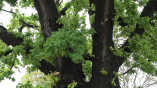 Одесситы спасают вековое дерево