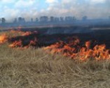 В Измаильском районе сгорело поле пшеницы