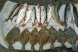 Рыбоохрана пресекла факты незаконной продажи или вылова краснокнижной рыбы.