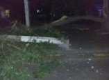 В Одессе рухнувшее дерево травмировало двух пешеходов