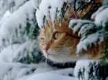 Снегопад в Одессе продлится до завтра