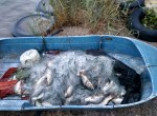 В акватории Днестровского лимана задержан браконьер с уловом(фото)