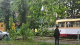 Непогода в Одессе стала причиной очередного деревопада