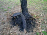 Варвары уничтожают деревья в одесских скверах (фото)