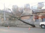 В Одессе сильный ветер повалил деревья
