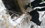 В Белгороде-Днестровском спасли пса, угодившего в ловушку